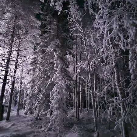 Red Fox Wilderness & Northern Lights * Rovaniemi